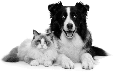 边境牧羊犬与布偶猫